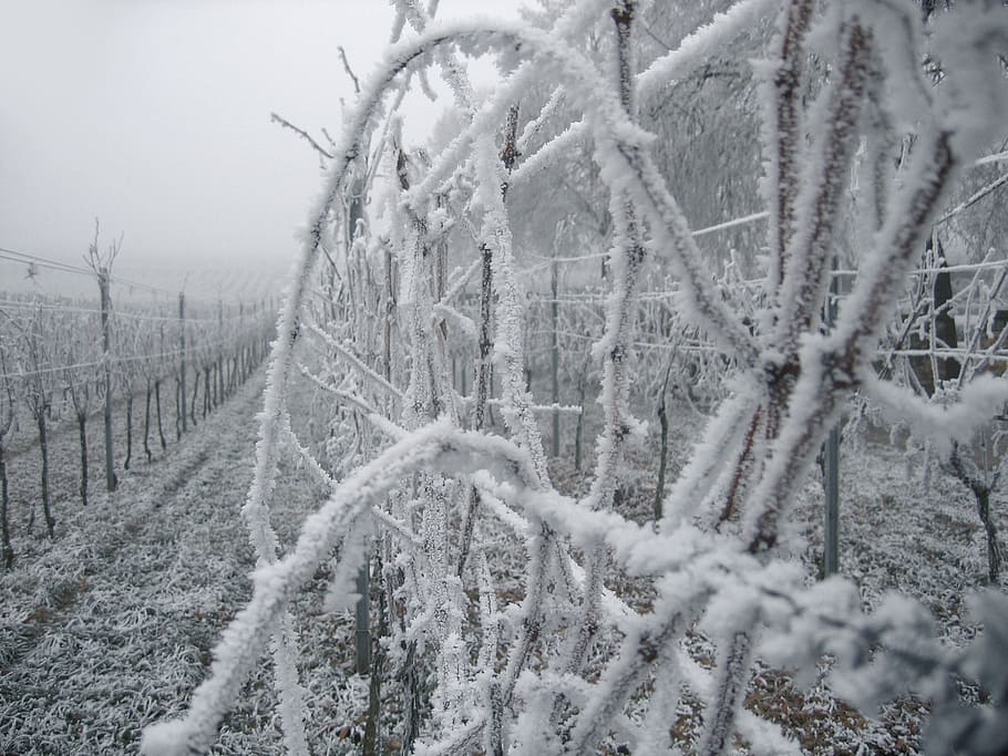 Bordeaux winter vineyards