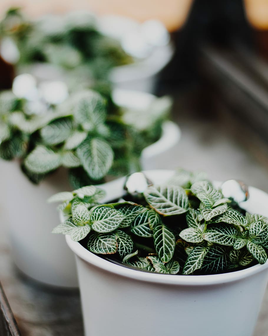 green leaf plant on white pot, selective focus photography of potted green-leafed plants HD wallpaper