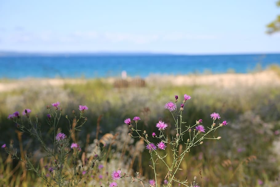beach, purple, thistle, grass, summer, flower, beauty in nature HD wallpaper