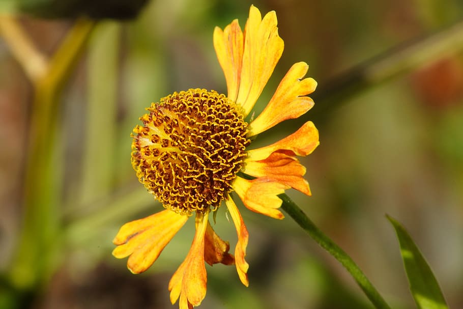 helenium, flower, yellow, blossom, petals, orange, fall, autumn HD wallpaper