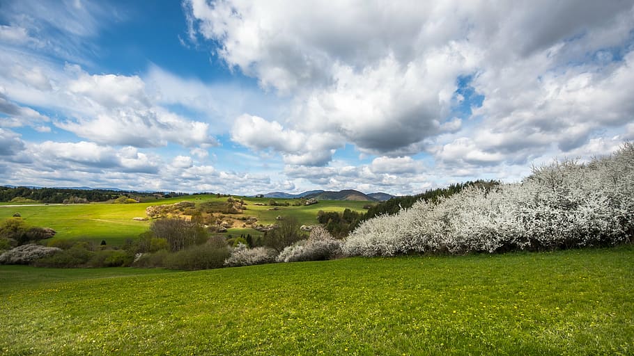 photography of green grass field with white leaf plants under blue and white sky HD wallpaper