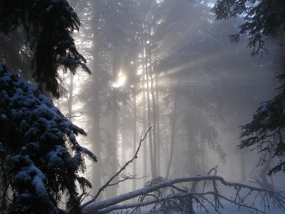 Forest, Nature, Winter, tree, snow, weather, cold temperature HD wallpaper