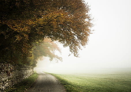 photo of pathway between tree and grass field, trees on road during daytime HD wallpaper
