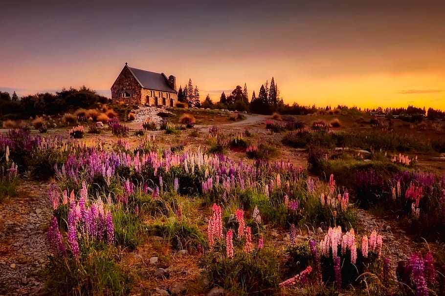 purple and pink lavender flower field, new zealand, house, home