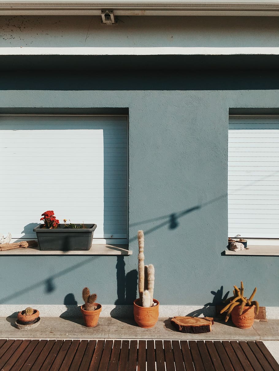 gray cactus with brown clay pot, plant, terrace, window, shadow HD wallpaper