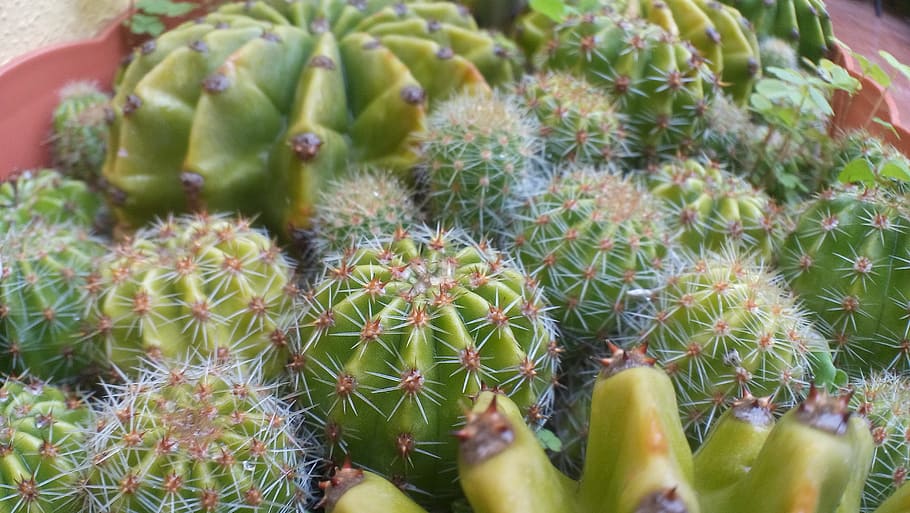 cactus, green, thorns, dry, desert, macro, thorny, nature, dry thistle HD wallpaper