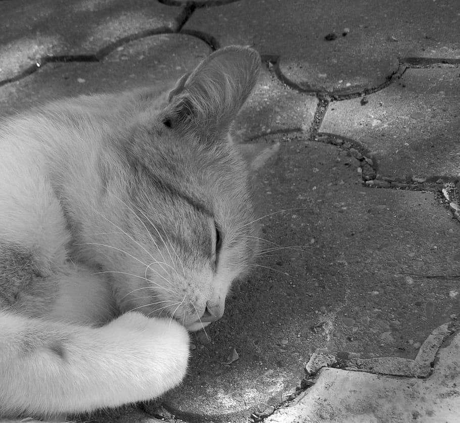 cat, tomcat, animal, mammal, domestic, pets, domestic animals HD wallpaper