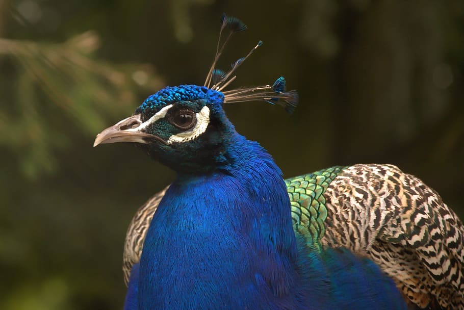 Peacock, Feather, Bird, Feathers, peacock feathers, colorful HD wallpaper
