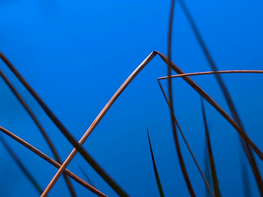 reed, halm, blue, graphically, water, nature, minimalist, no people HD wallpaper