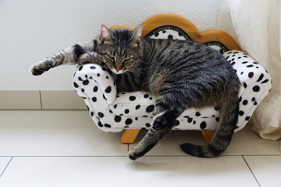 cat, tiger, sweet, sofa, canape, furniture, animal, predator HD wallpaper