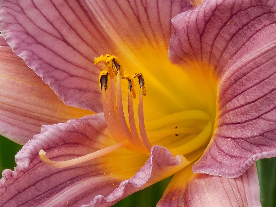 day lily, pollen, nature, flower, plant, flora, bloom, spring HD wallpaper