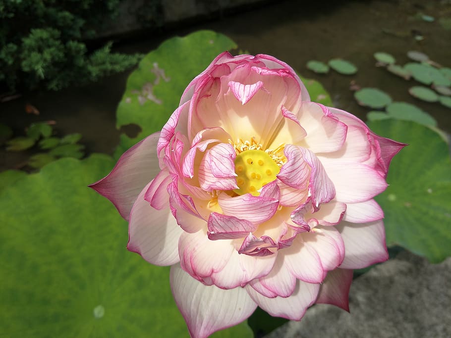 lotus, plant, flowering plant, vulnerability, fragility, petal HD wallpaper