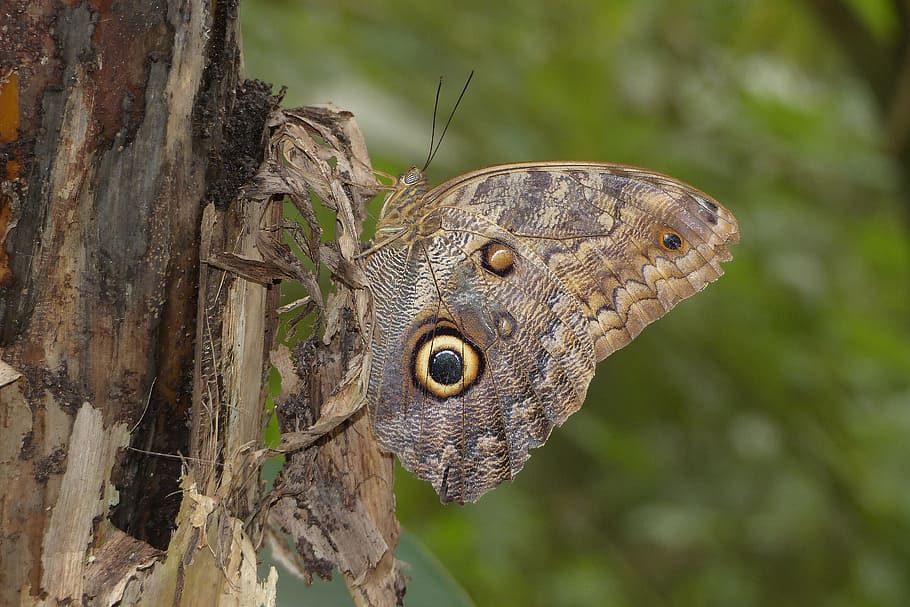 butterfly, bird, flora, animals in the wild, one animal, animal wildlife HD wallpaper