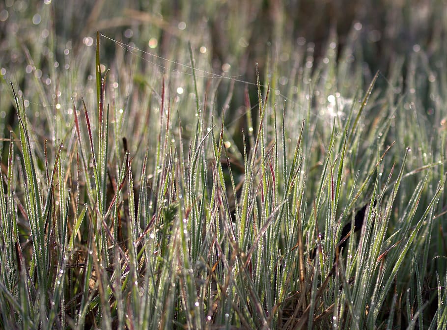 Grass, Dew, Bokeh, Morning, green, nature, growth, plant, outdoors HD wallpaper