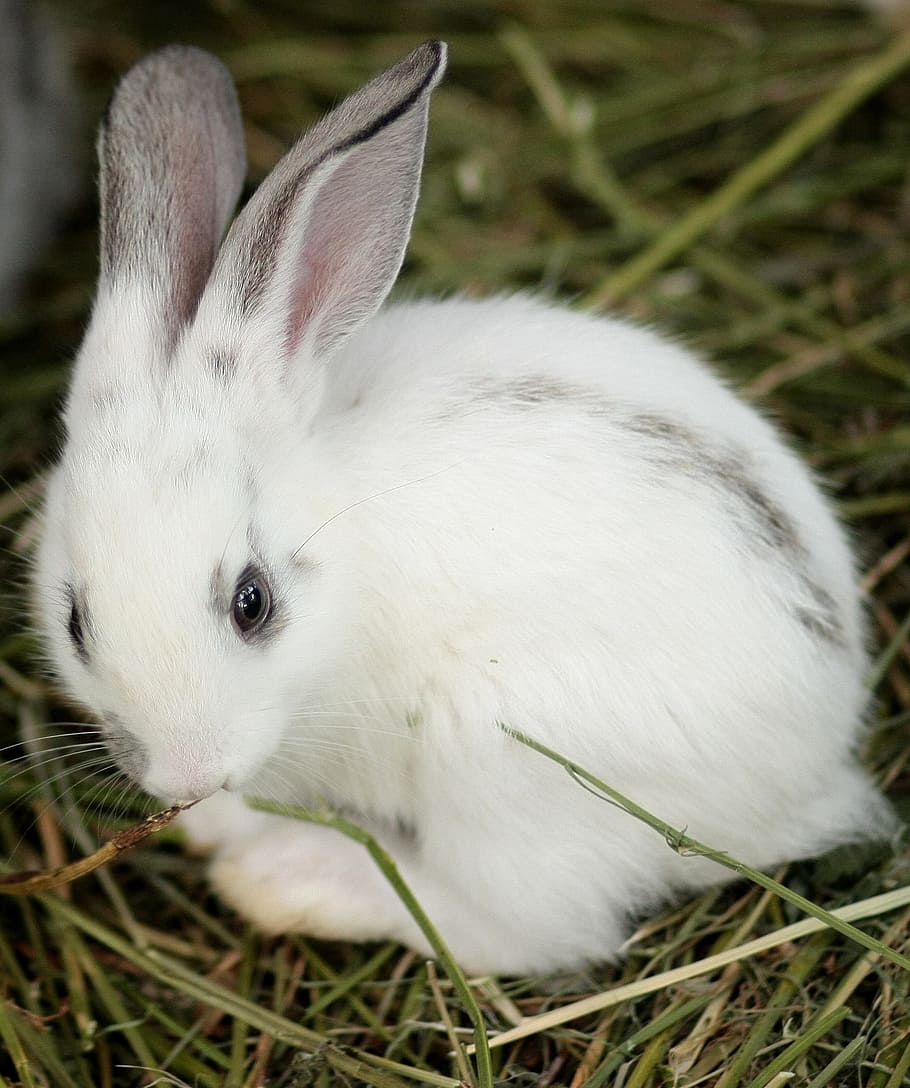 Rabbit, Small, Cute, White, rabbit - Animal, pets, grass, fluffy HD wallpaper