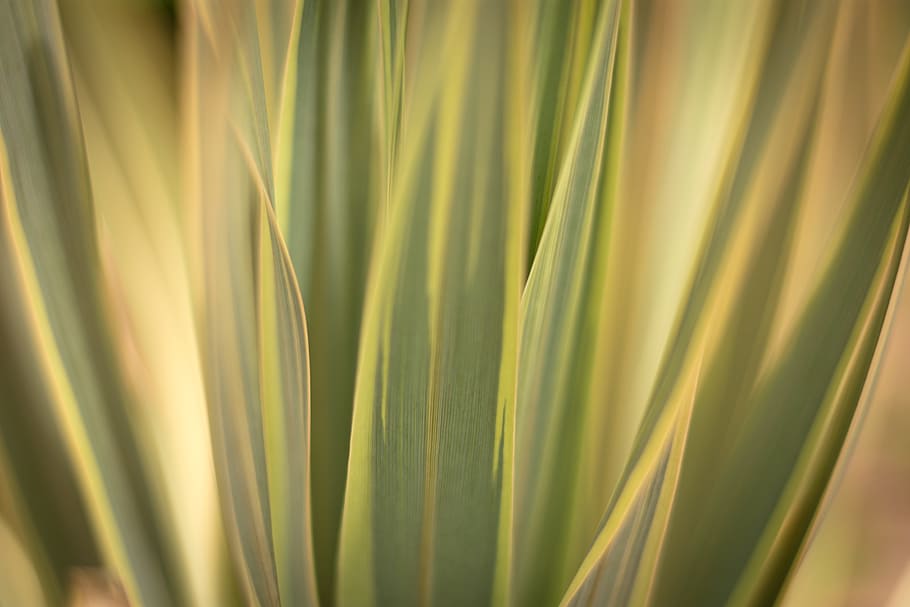 Grasses, leafe, backgrounds, nature, abstract, plant, pattern HD wallpaper