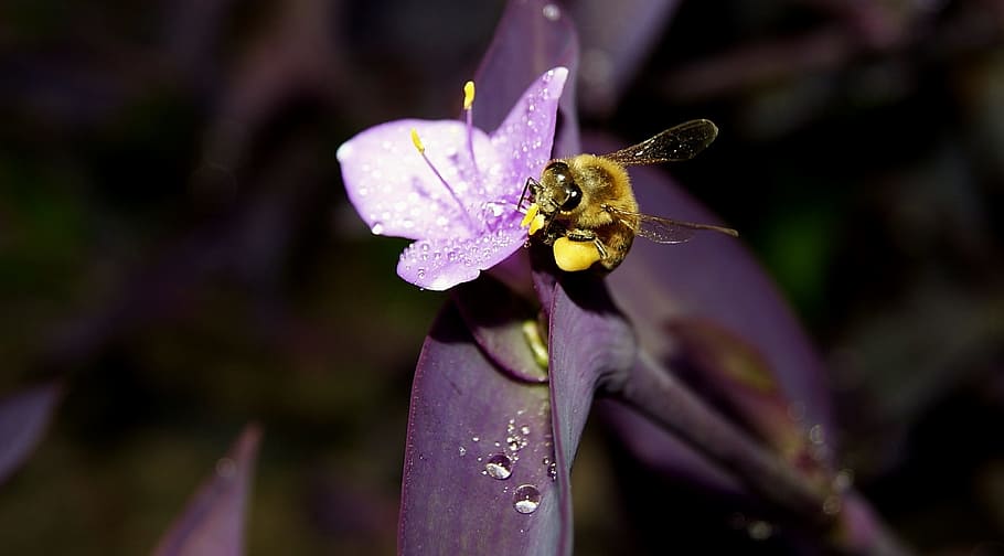 honey, bee, iran, flower, flowering plant, beauty in nature HD wallpaper
