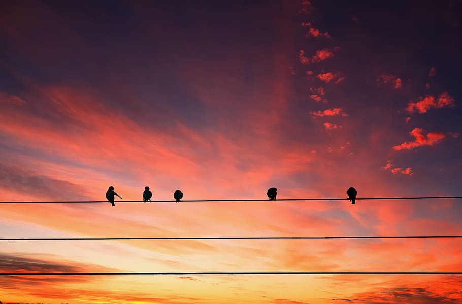 silhouette photo of five birds chirping on wire, animals, perched