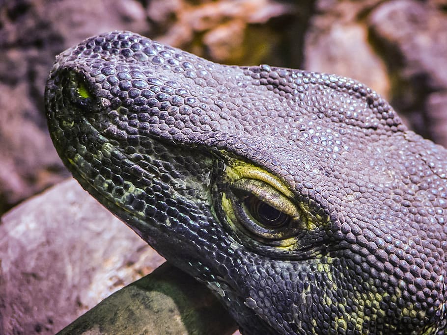 Lizard, Scales, Eye, Nature, Reptile, animal, forest, zoo, green HD wallpaper