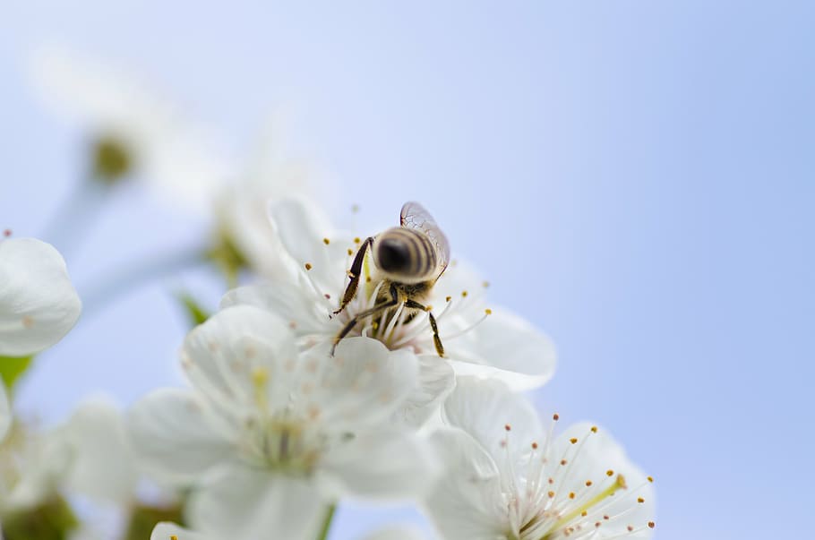 bee on flower, honey, nature, macro, insect, yellow, animal HD wallpaper