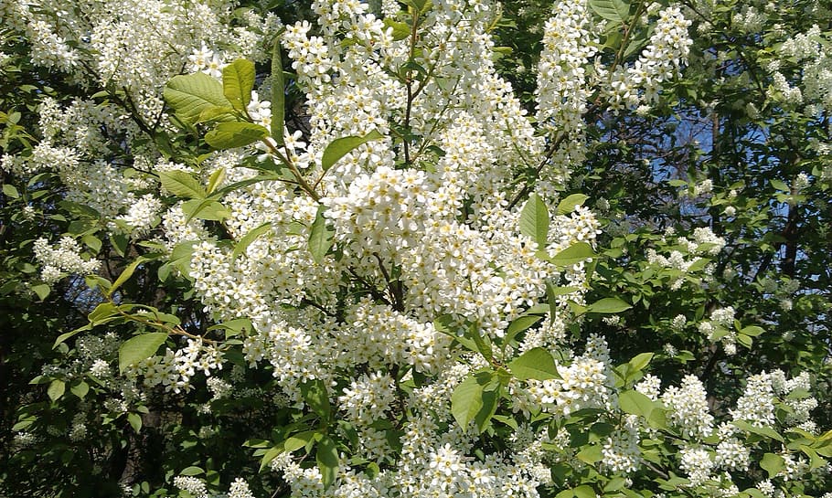 bush, blooming, white, spring, garden, flower, flowering plant HD wallpaper