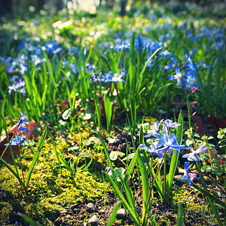 blue, flower, spring, sun, nature, sunlight, forest, plant HD wallpaper