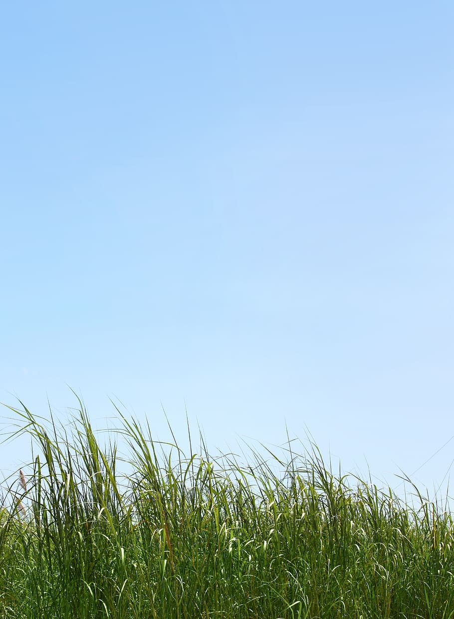 view of green grass, sky, landscape, prato, background, nature HD wallpaper