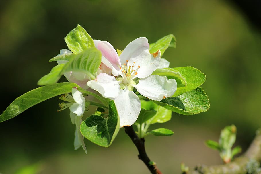 selective focus photography of white flowering plant, apple flower HD wallpaper