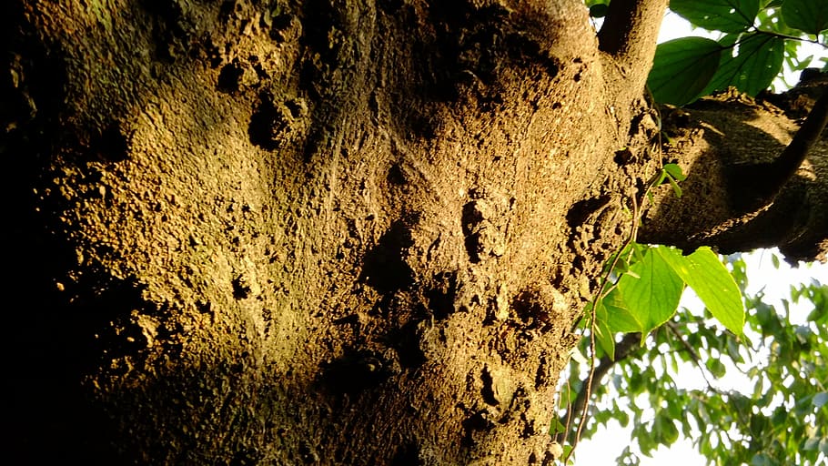tree, shadow, branch, light and shadow, bark, trunk, tree trunk HD wallpaper