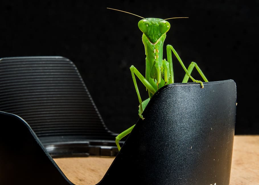 Green Grasshopper on Black Metal, bug, camera equipment, close-up HD wallpaper