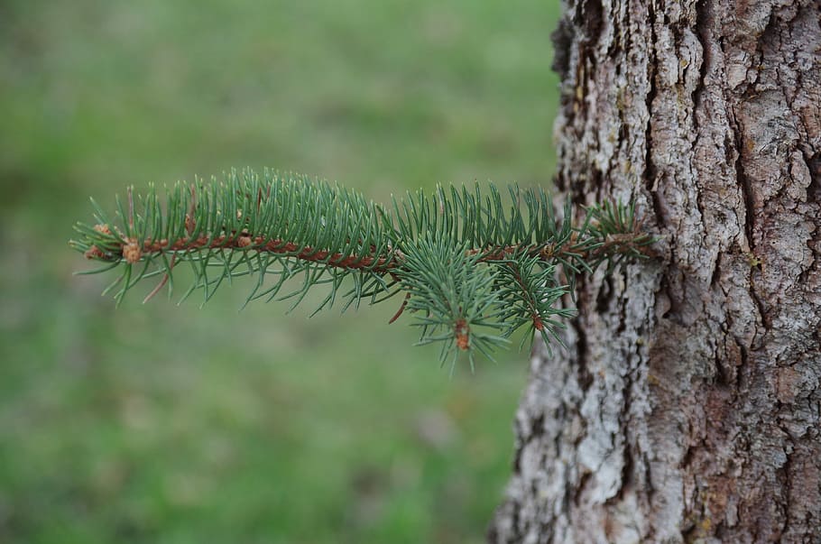 Tree, Needles, Branch, Conifer, green, tree trunk, focus on foreground HD wallpaper