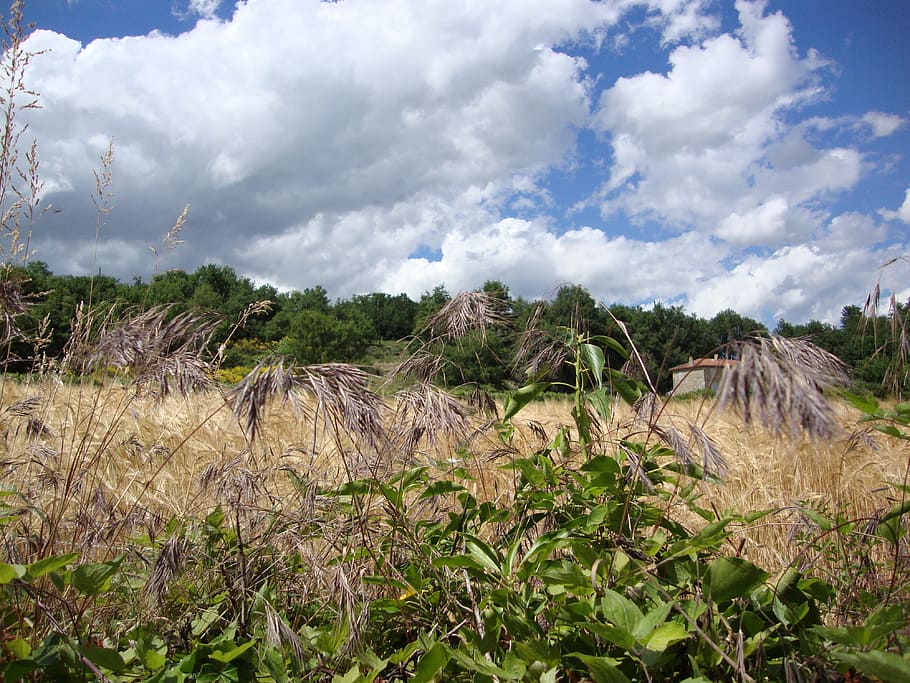 st ostian, ardèche, grass, fields, landscape, cloud - sky HD wallpaper