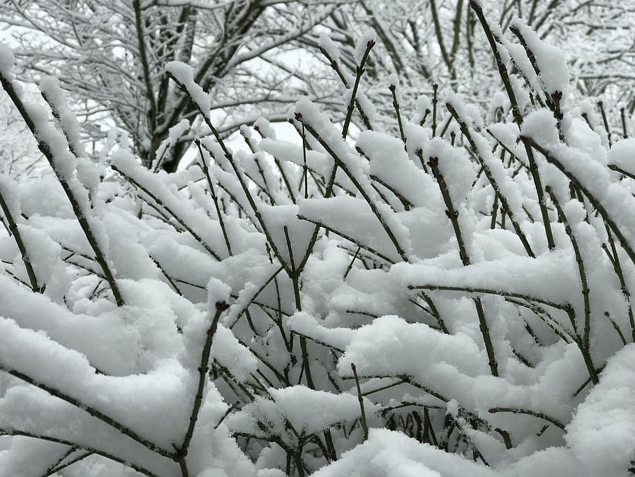 snow, branches, snowfall, park, winter, nature, tree, cold - Temperature HD wallpaper