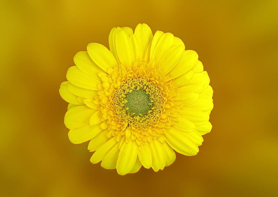 Yellow Daisy in Macro Shot, bloom, blossom, close-up, flora, flower HD wallpaper