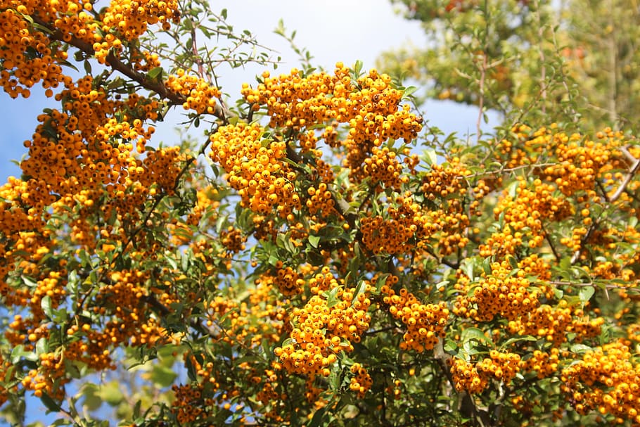 tree, flowers, blooming, nature, spring, blossom, outdoor, floral HD wallpaper