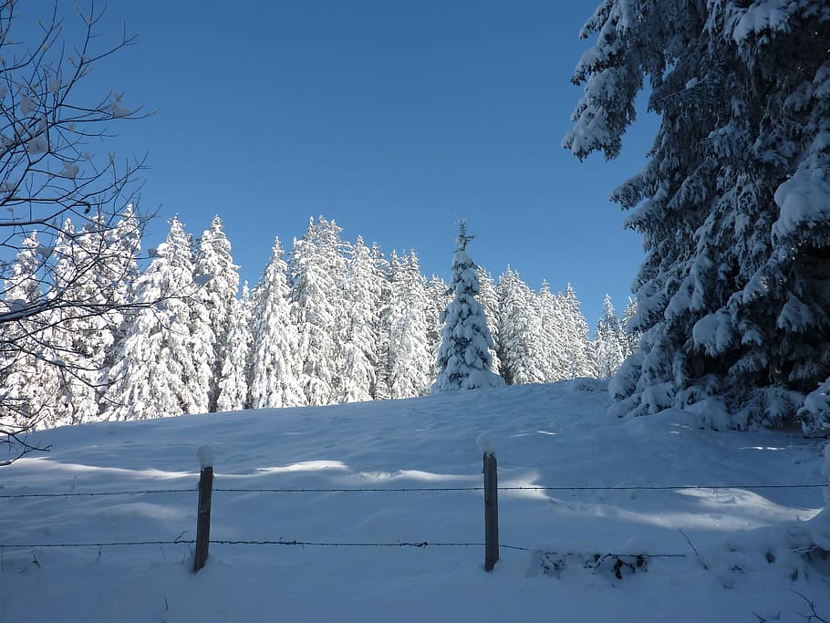 Wintry, Snow, Trees, Cold, Winter, landscape, winter mood, snowy HD wallpaper