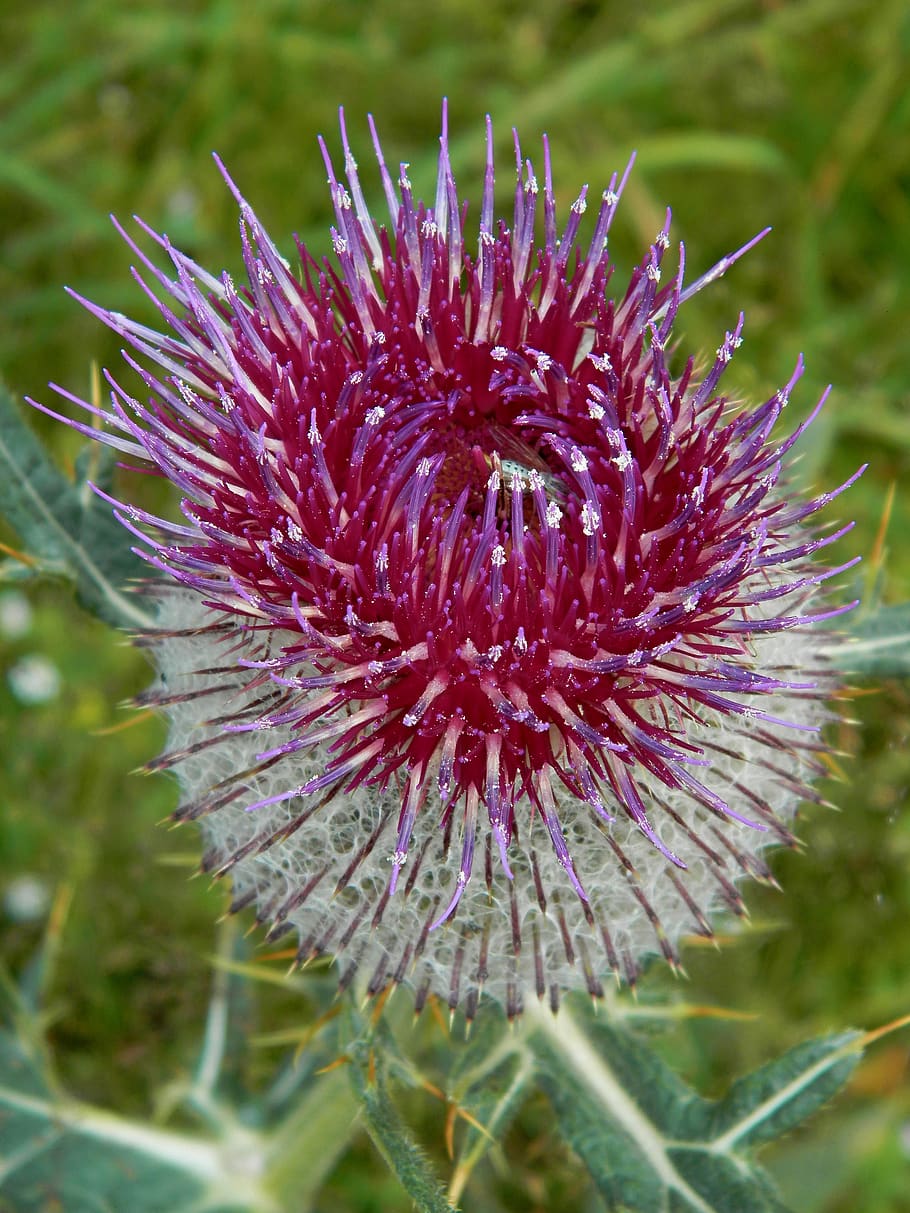 flower, nature, thistle, flowering plant, close-up, beauty in nature HD wallpaper