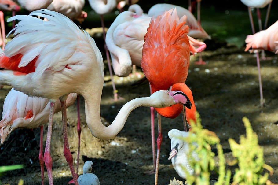 flamingo, bird, pink, bill, plumage, feather, birds, animal HD wallpaper