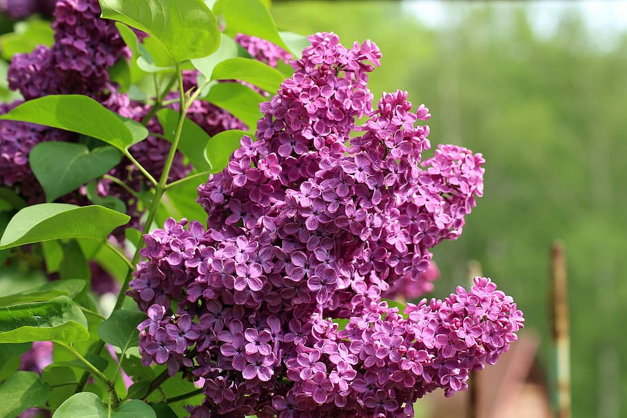 purple flowers under sunny sky, without, violet, may, spring HD wallpaper