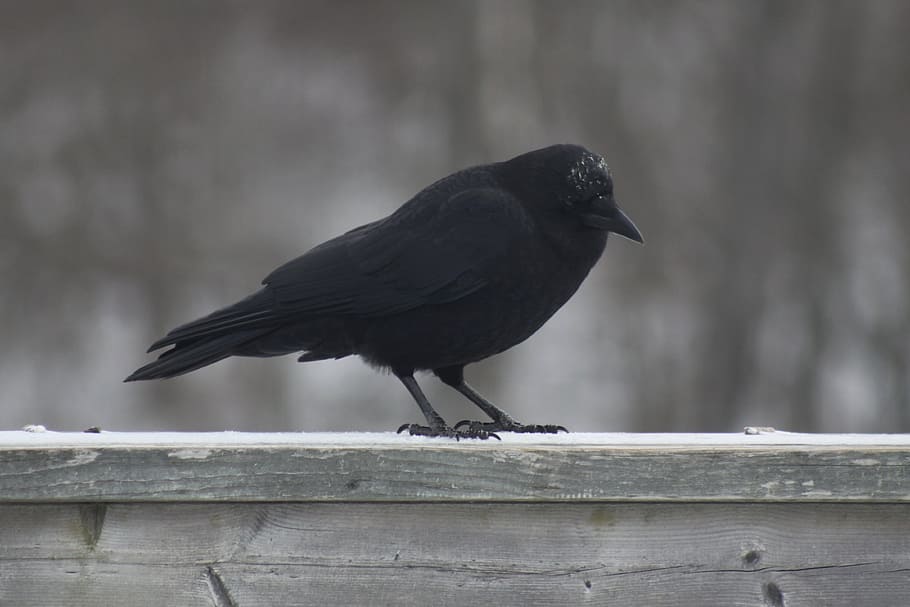 crow, icy, winter, cold, bird, railing, vertebrate, animal wildlife HD wallpaper