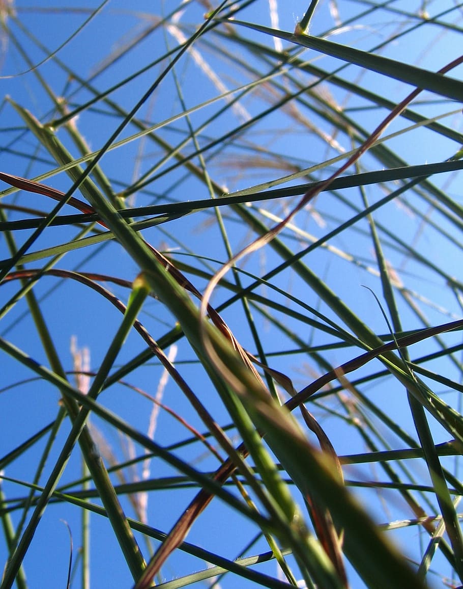 grasses, halme, sky, stems, stalk, blue, low angle view, nature HD wallpaper