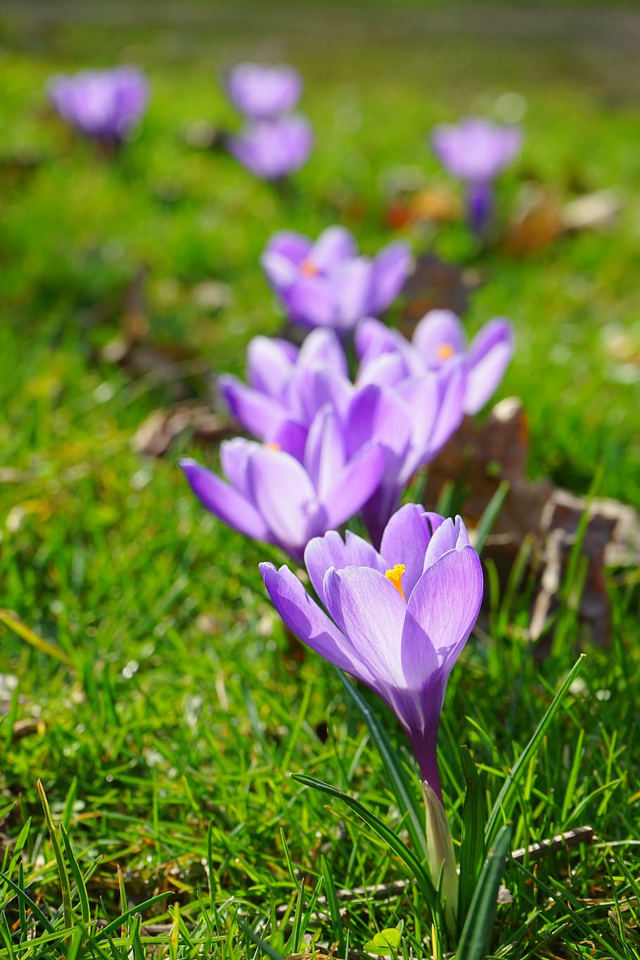 crocus, flowers, plant, spring, frühlingsblüher, violet, purple HD wallpaper