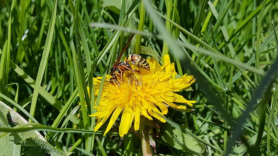 wasp, dandelion, spring, flower, flowering plant, beauty in nature HD wallpaper