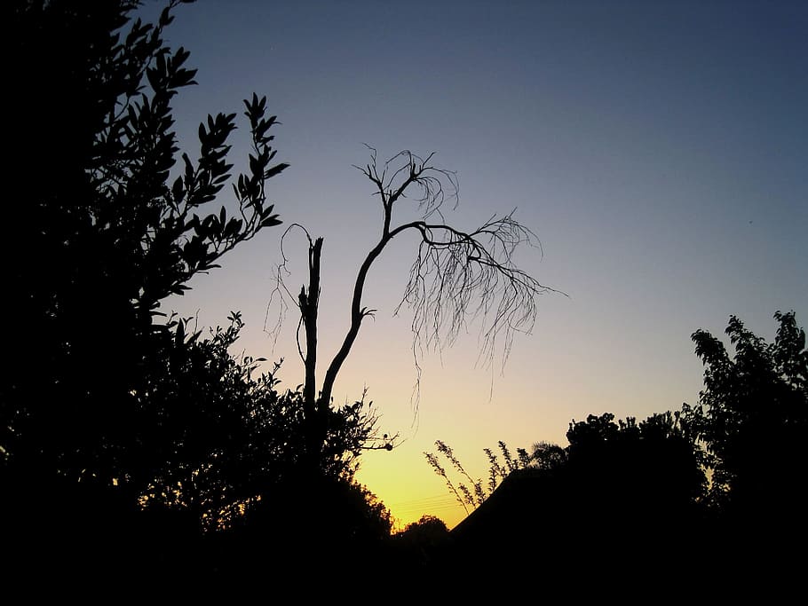 Sunset, Soft, Glow, Yellow, Pink, Trees, silhouette, sky, blue HD wallpaper