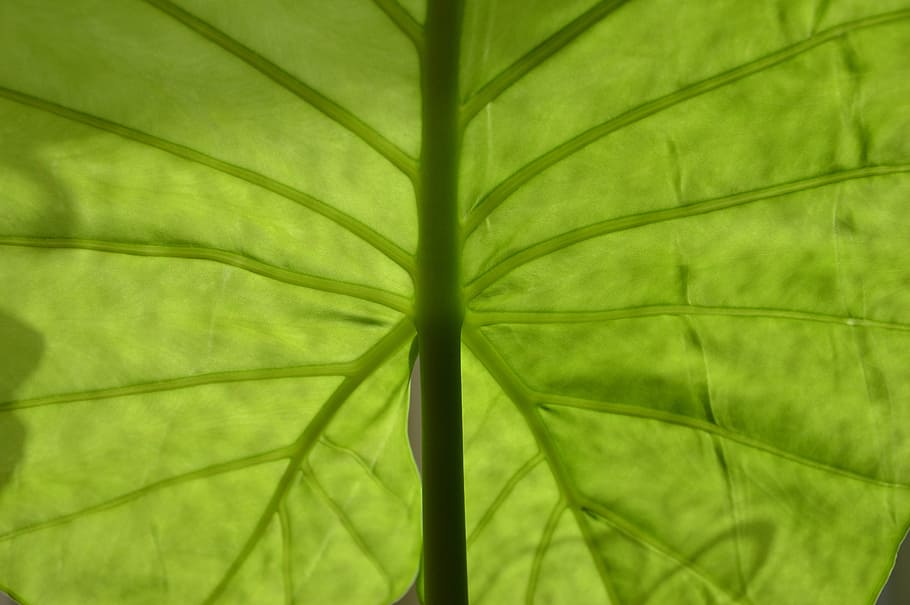 leaf, green, nature, plant, closeup, the freshness, leaf veins HD wallpaper
