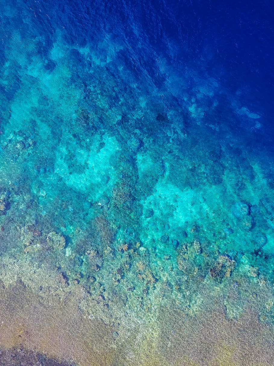 flat-way photograph of underwater corrals, aerial photography of sea HD wallpaper