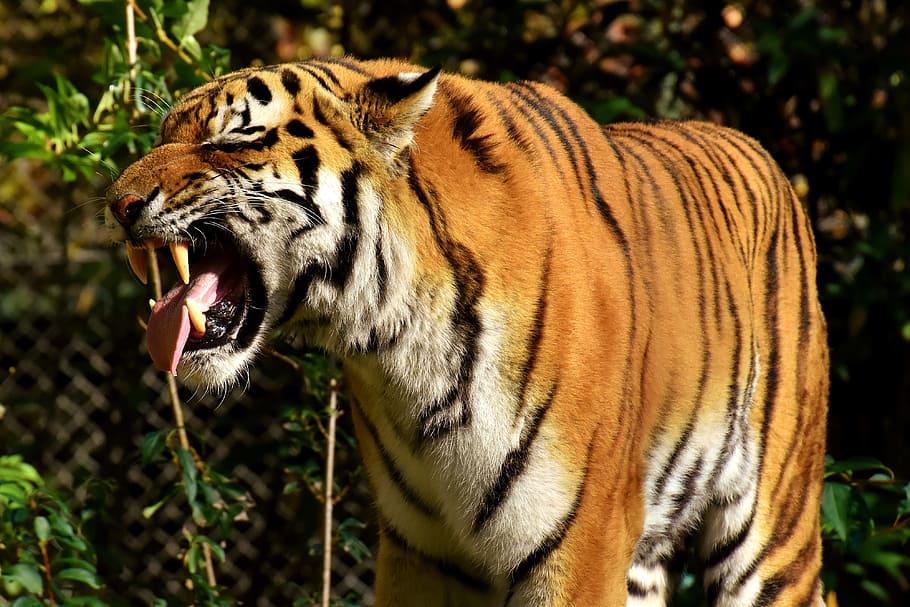 close-up photo of brown tiger, predator, lurking, fur, beautiful, HD wallpaper