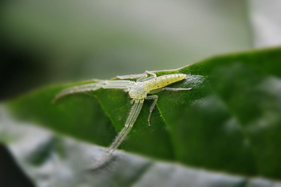 camouflaged spider, spider web, leaf, animal, green spider HD wallpaper