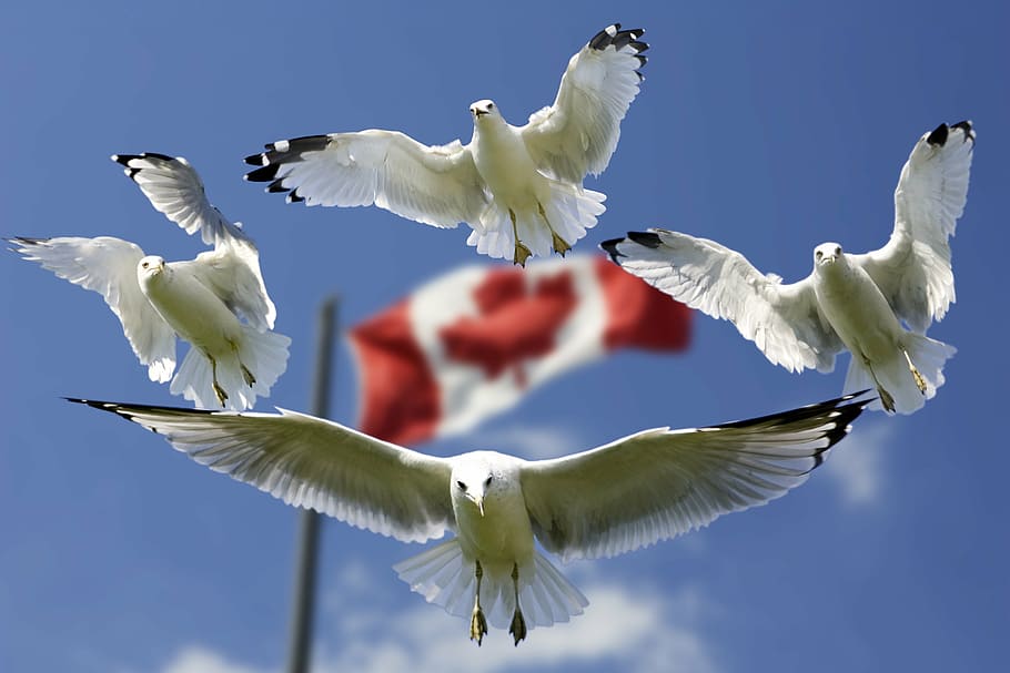 four flying white birds with flag of Canada in background, gulls HD wallpaper