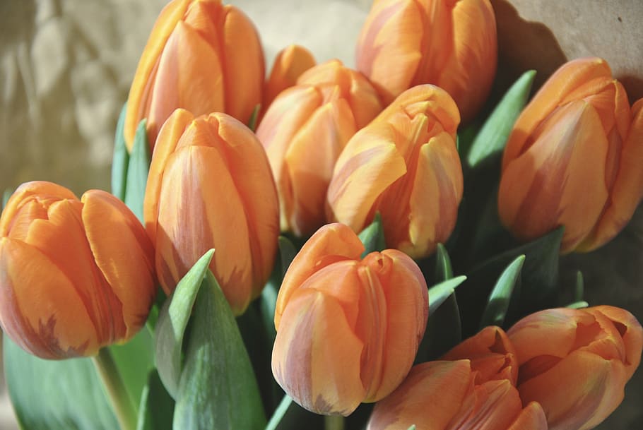 flowers, orange, spring, springtime, tulips, nature, bouquet HD wallpaper